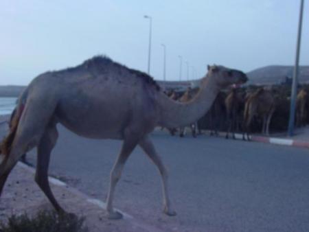 dans la route d'essawira